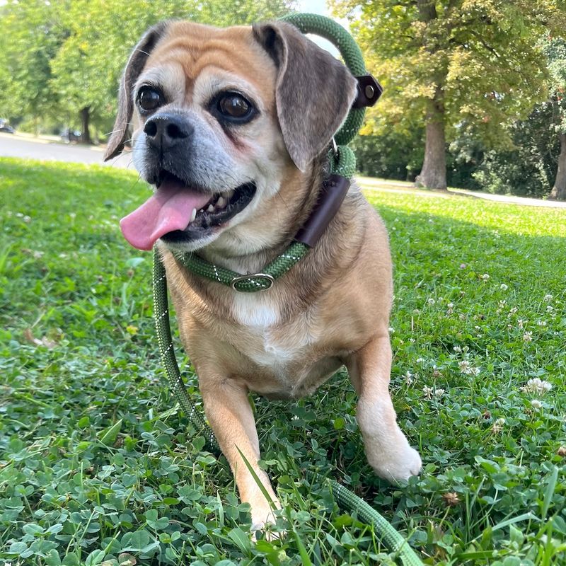 Puggle