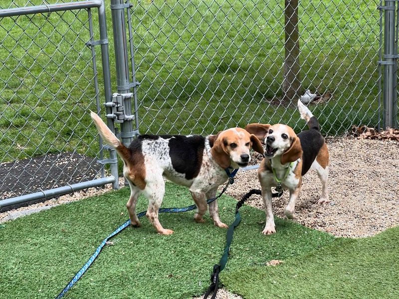 Beagle