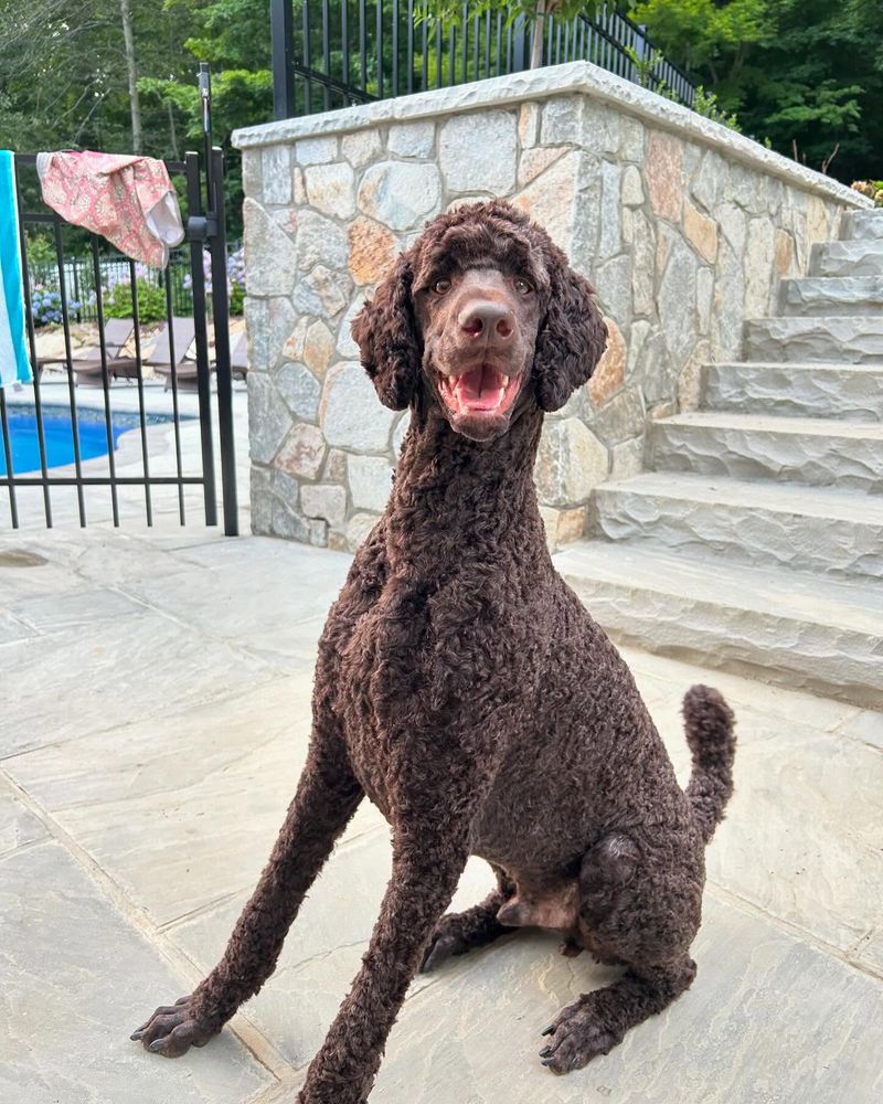 Poodle