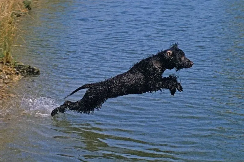 Irish Water Spaniel