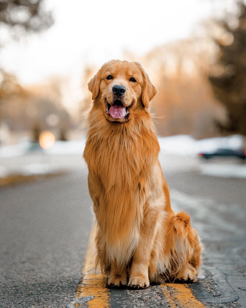 Golden Retriever