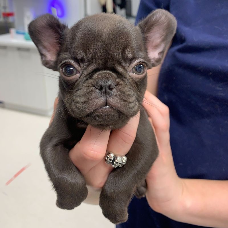 French Bulldog