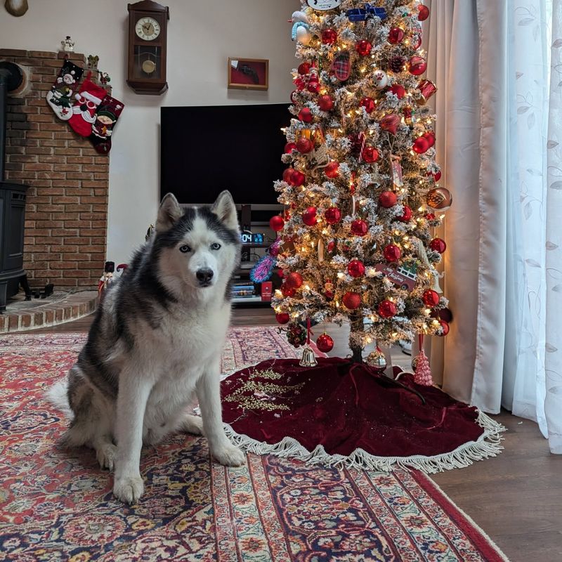 Siberian Husky
