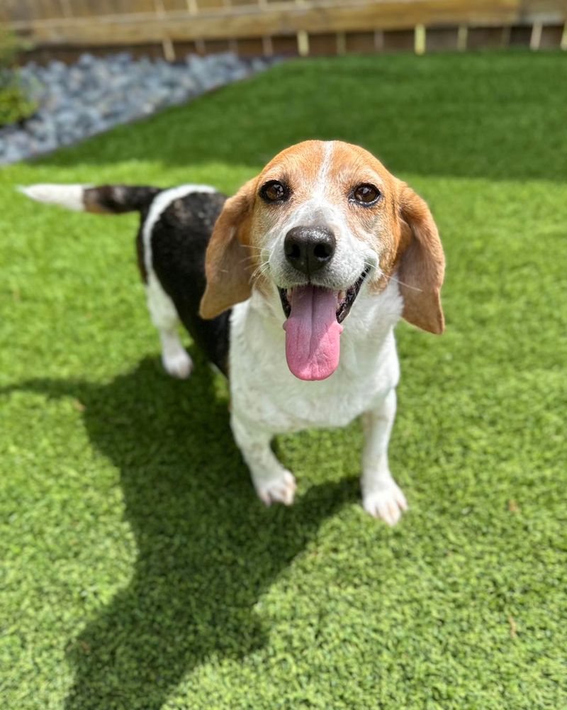Beagle
