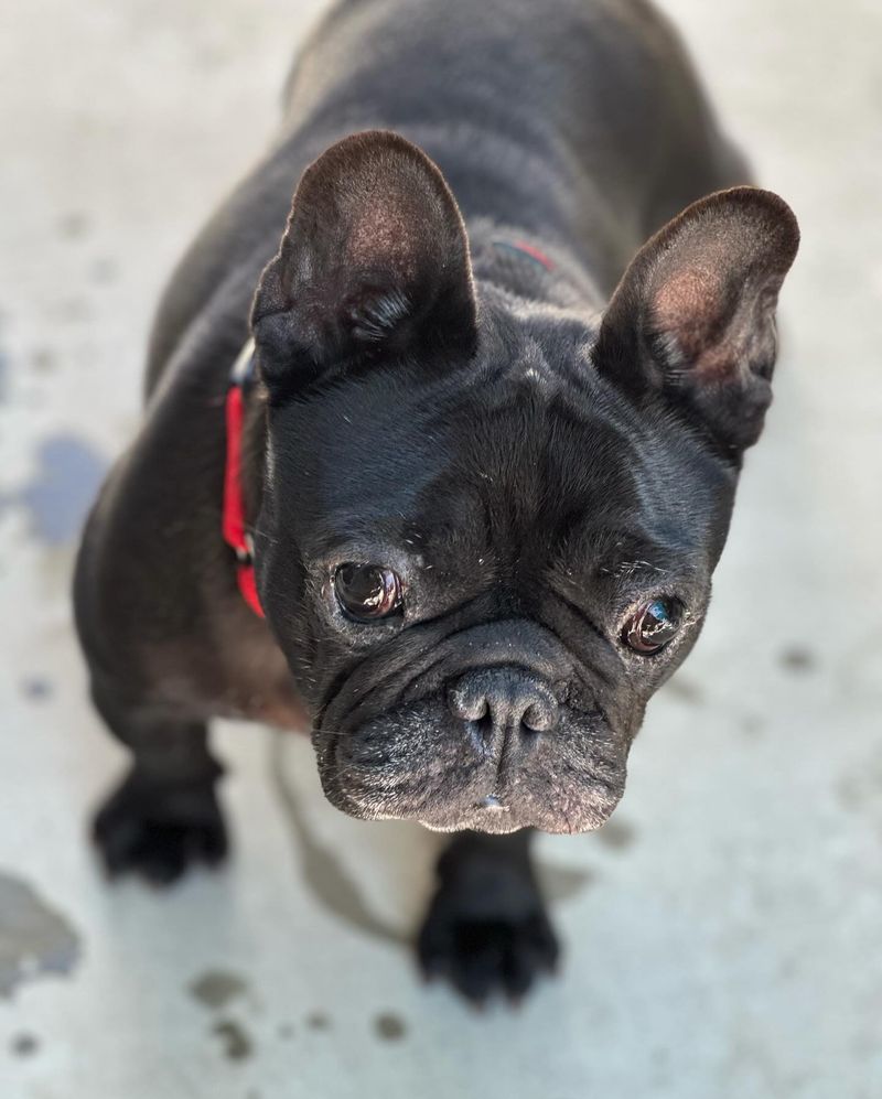 French Bulldog