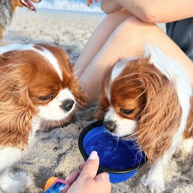 Cavalier King Charles Spaniel