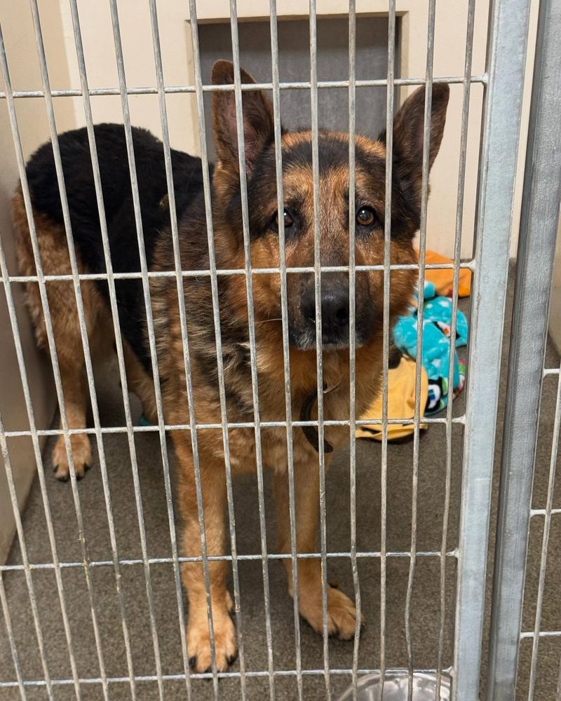 German Shepherd