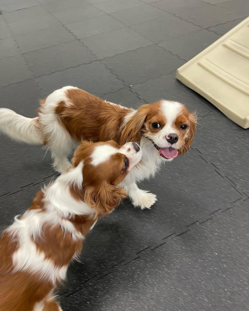 Cavalier King Charles Spaniel