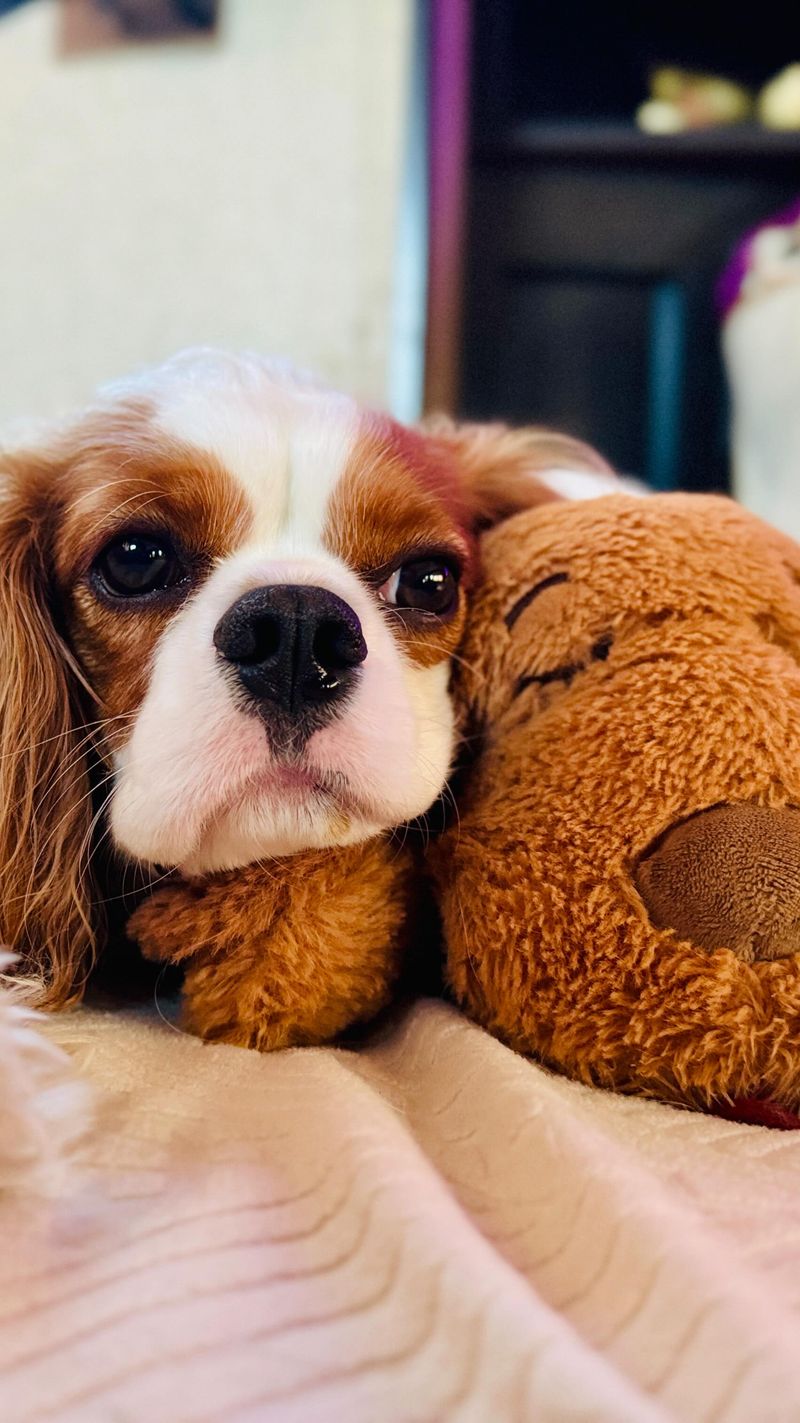 Cavalier King Charles Spaniel