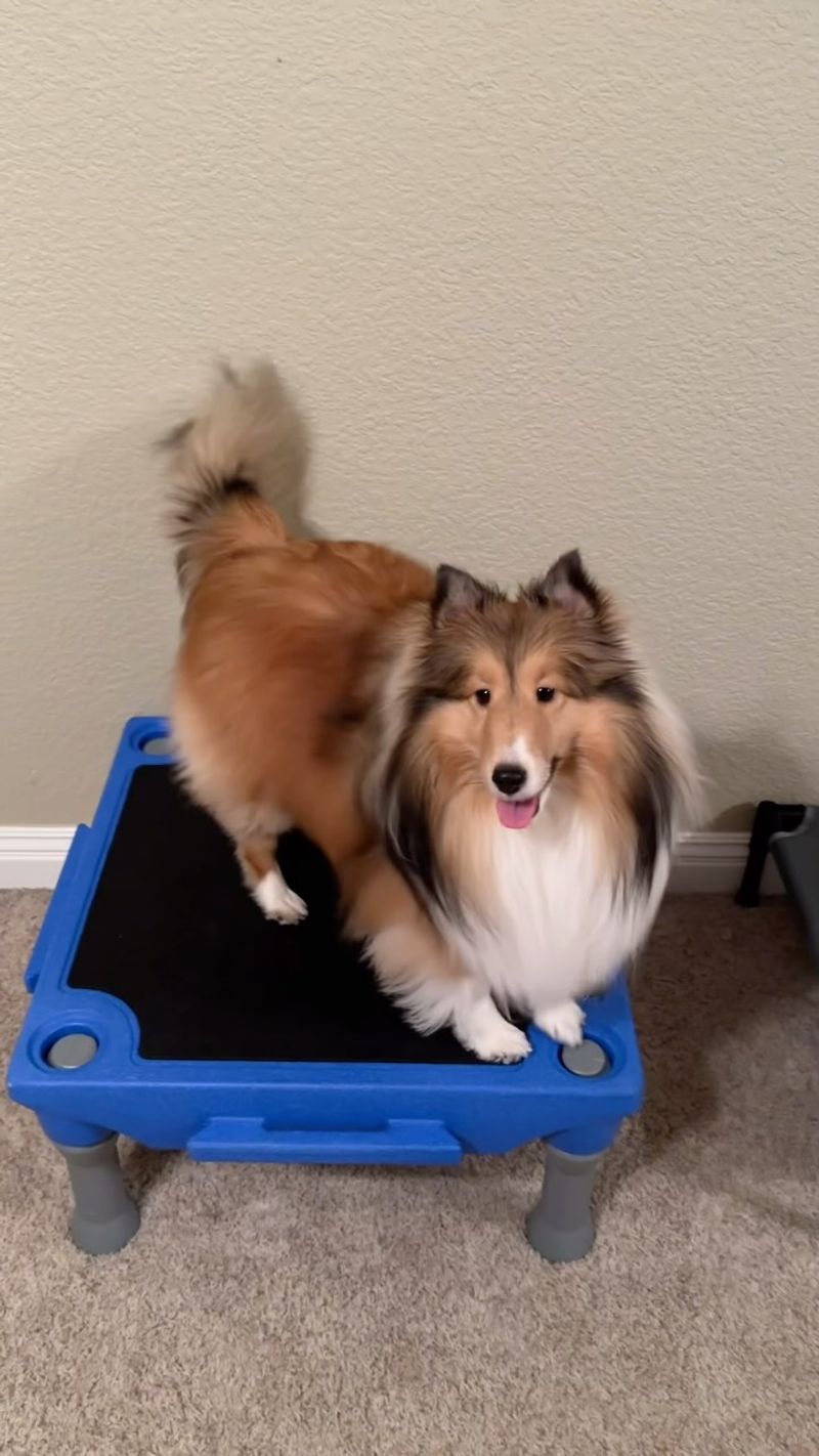 Shetland Sheepdog