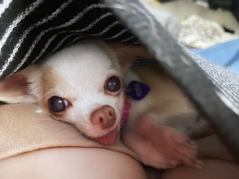 Chihuahua