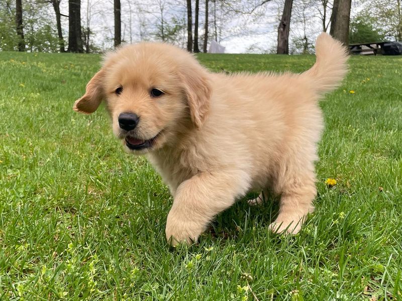 Golden Retriever