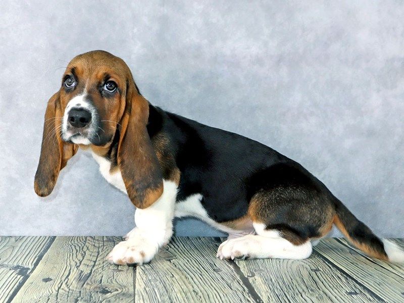 Basset Hound
