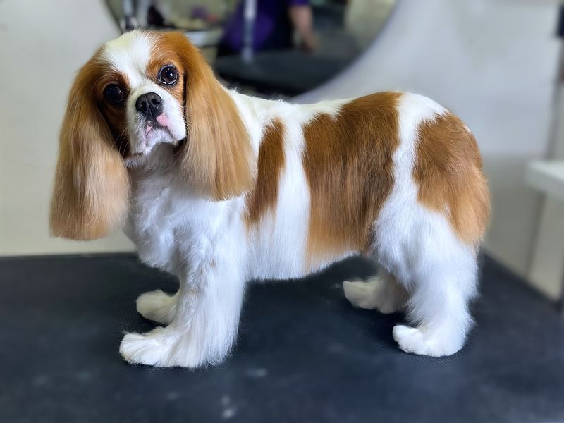 Cavalier King Charles Spaniel