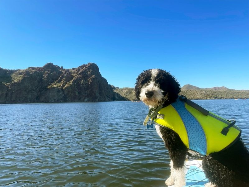 Portuguese Water Dog