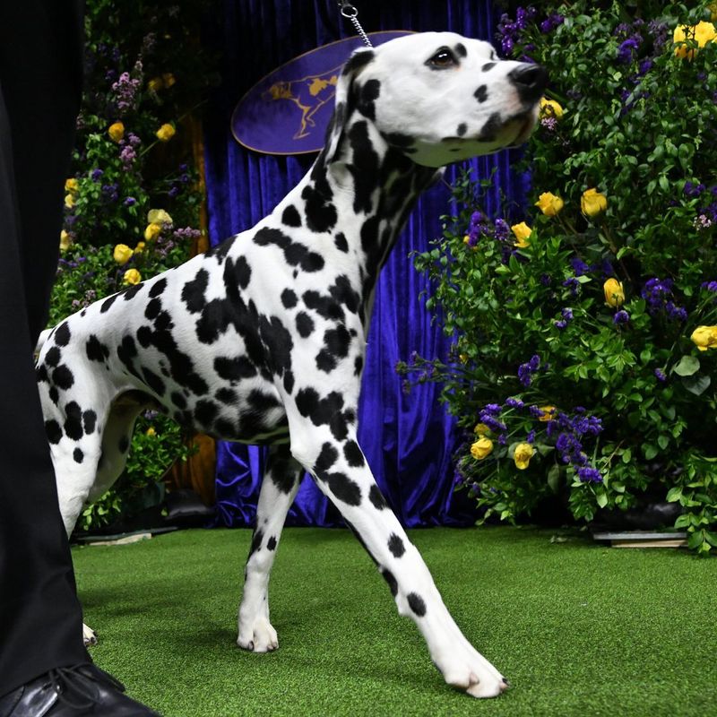 Dalmatian