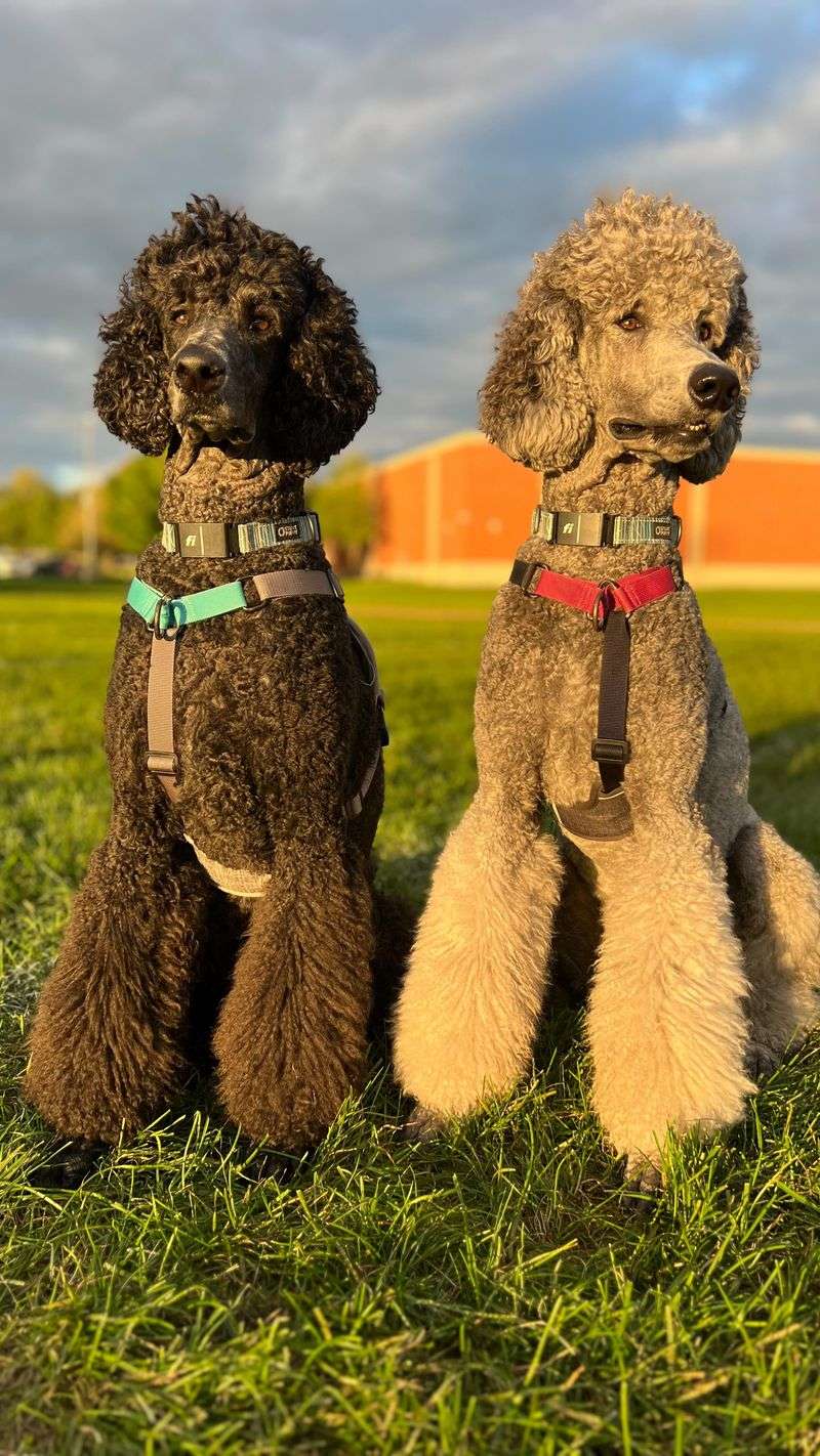 Poodle