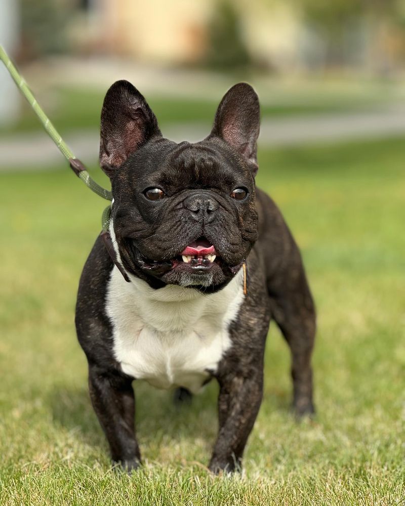 French Bulldog