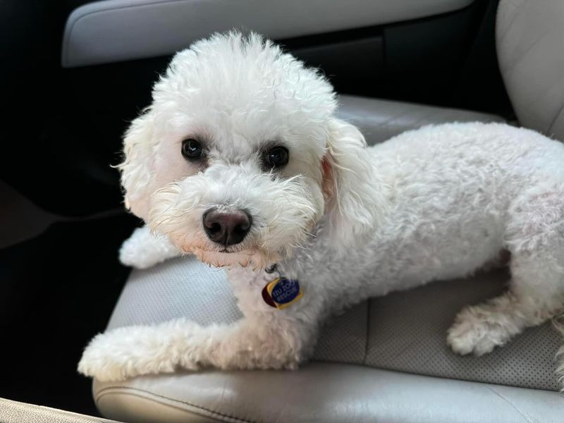 Poodle