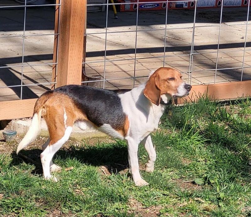 Beagle