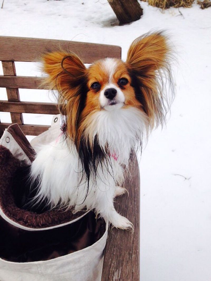 Papillon