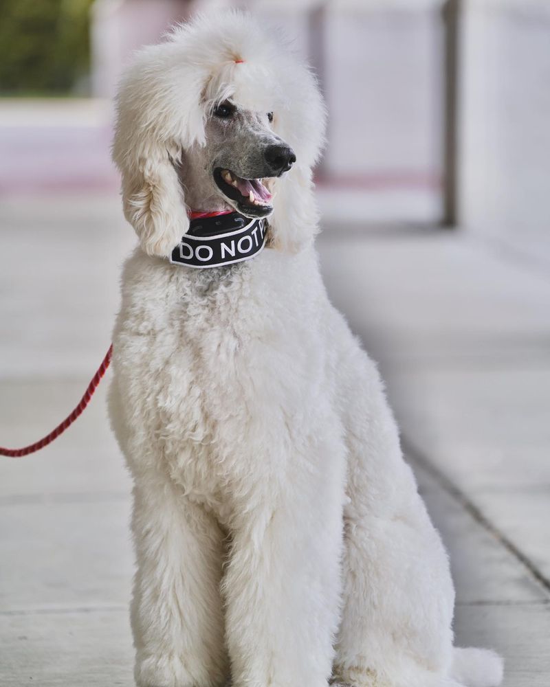 Poodle