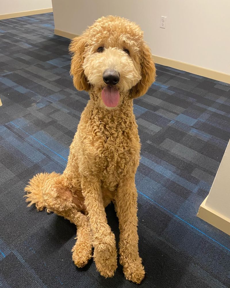 Poodle