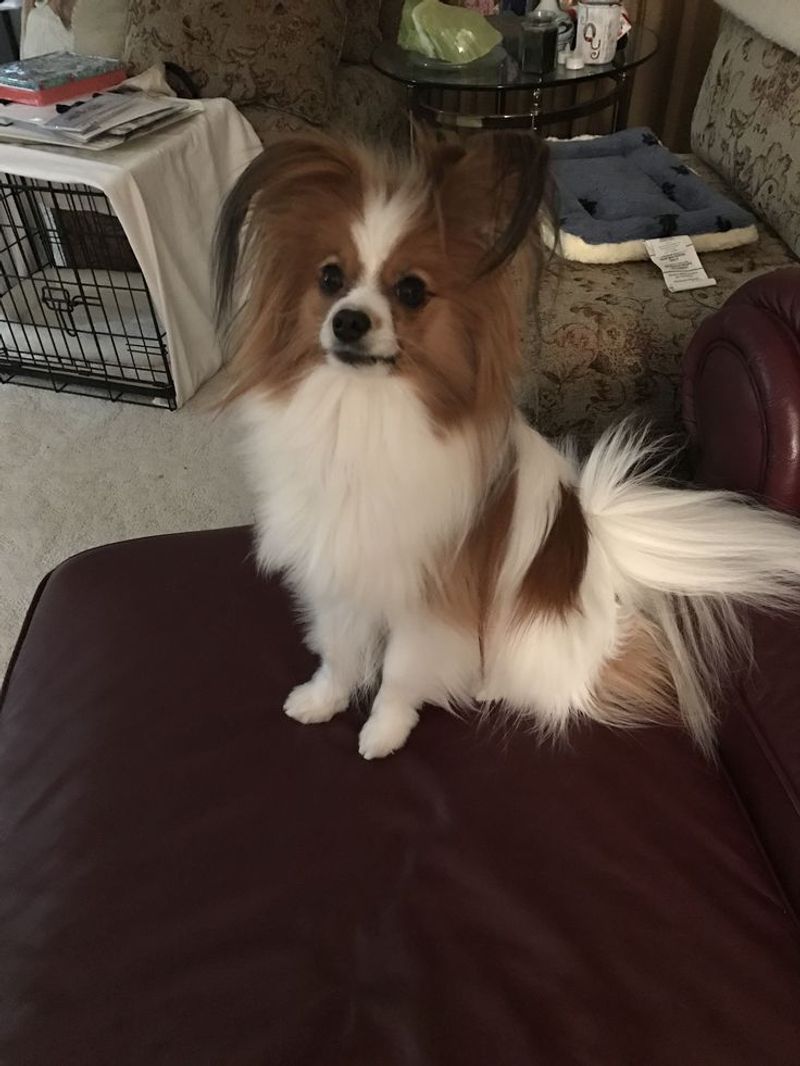Papillon
