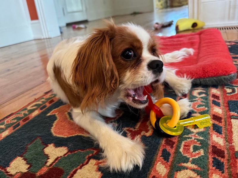 Cavalier King Charles Spaniel