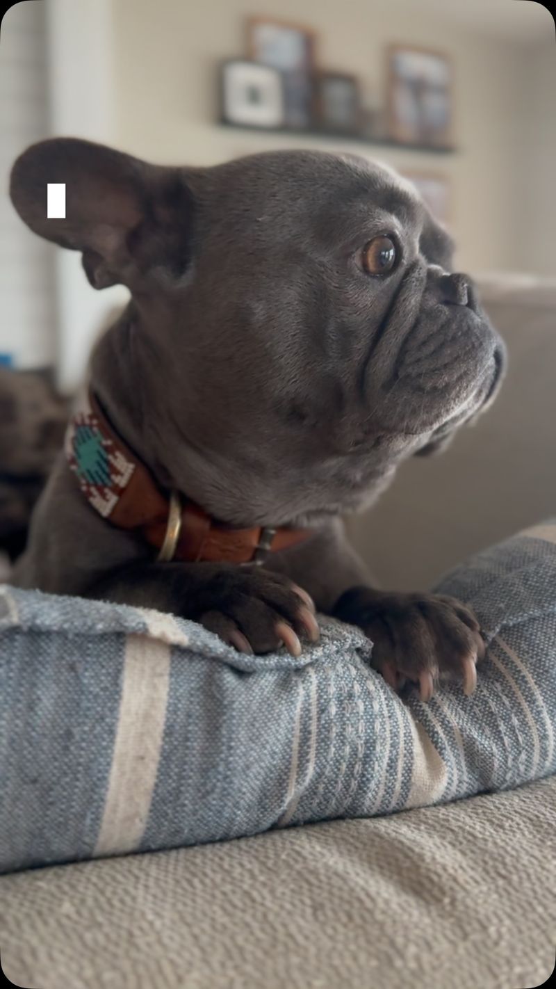 French Bulldog