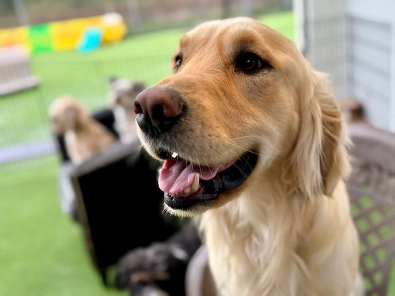 Golden Retriever
