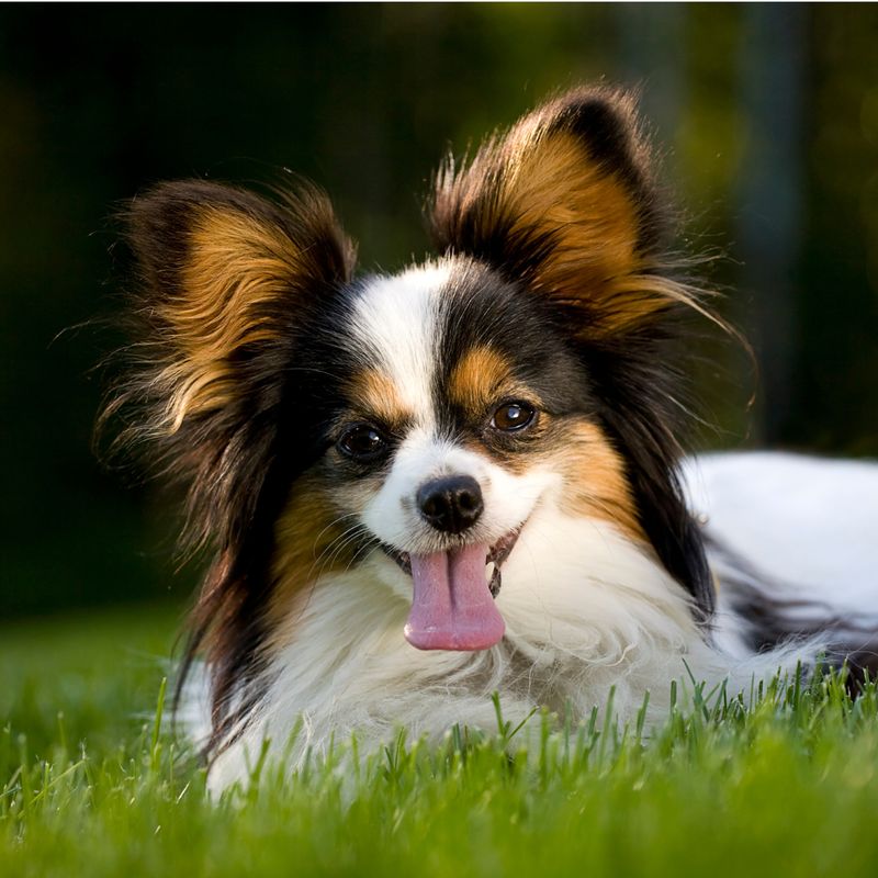 Papillon