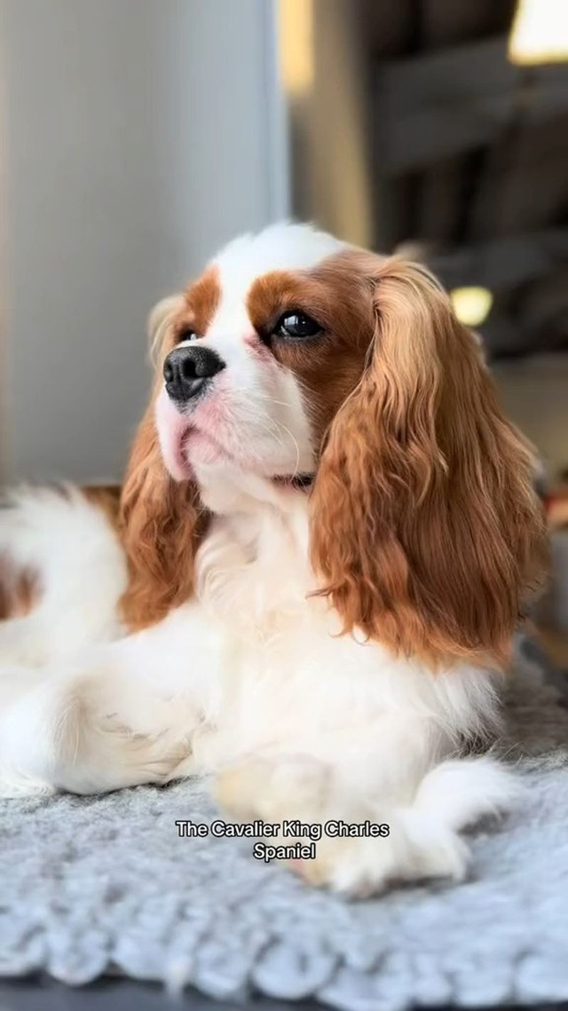 Cavalier King Charles Spaniel