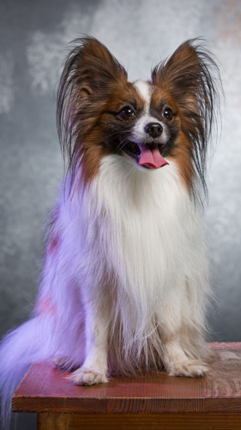 Papillon