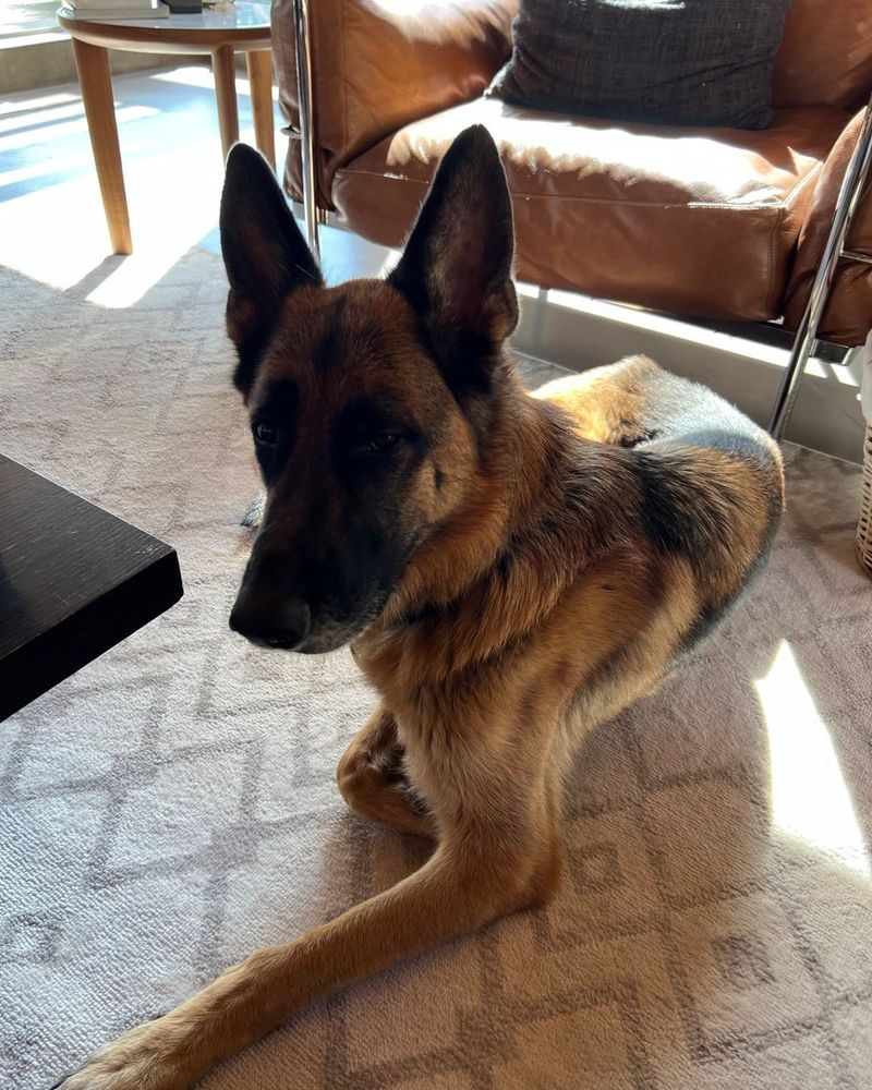 German Shepherd