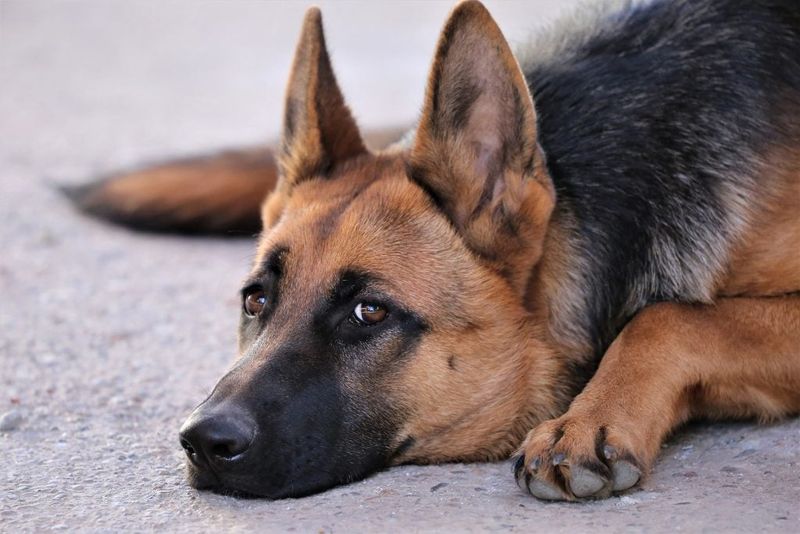 German Shepherd