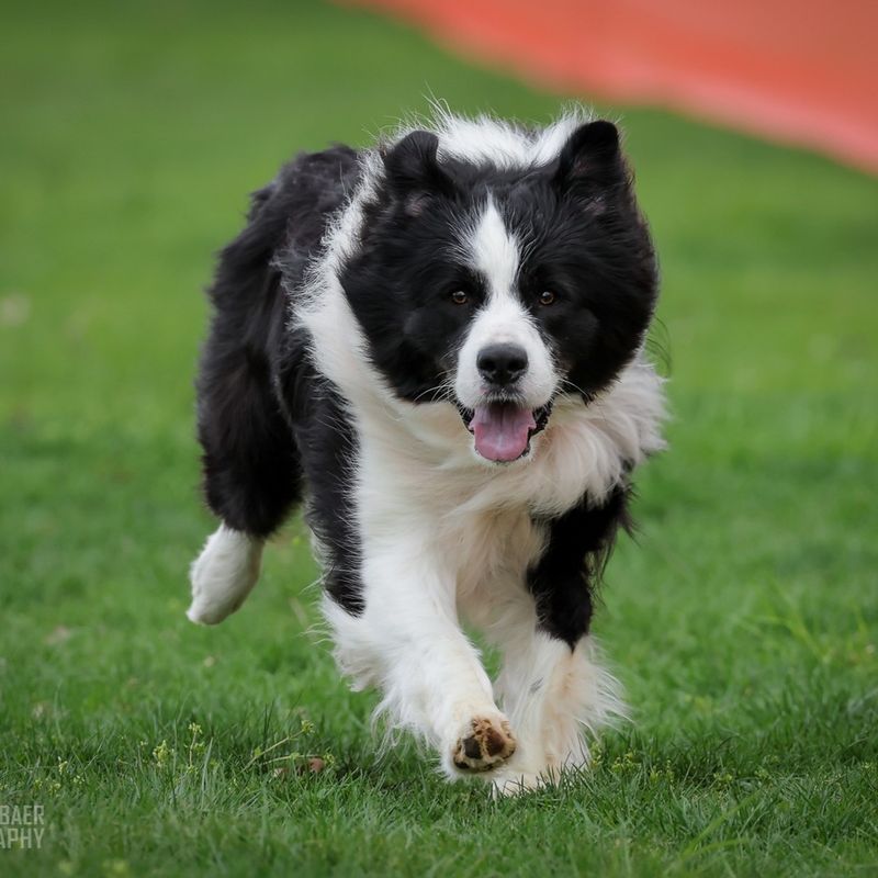 Border Collie