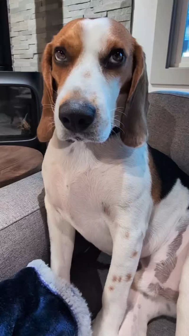 Beagle