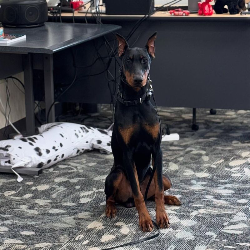 Doberman Pinscher