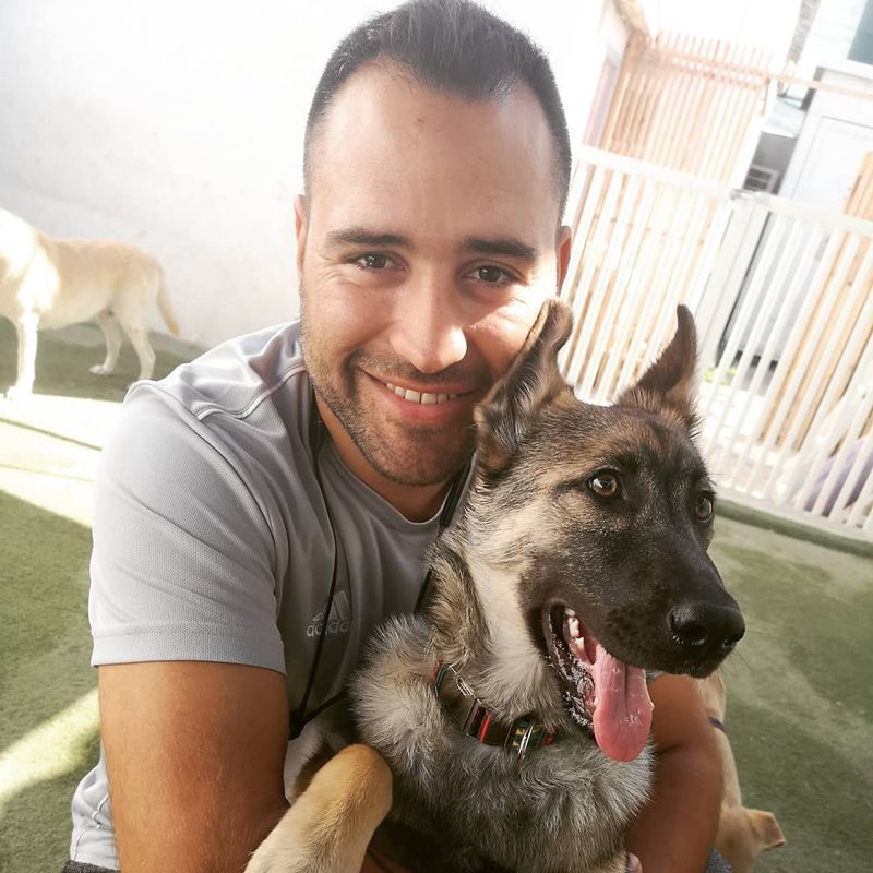 German Shepherd