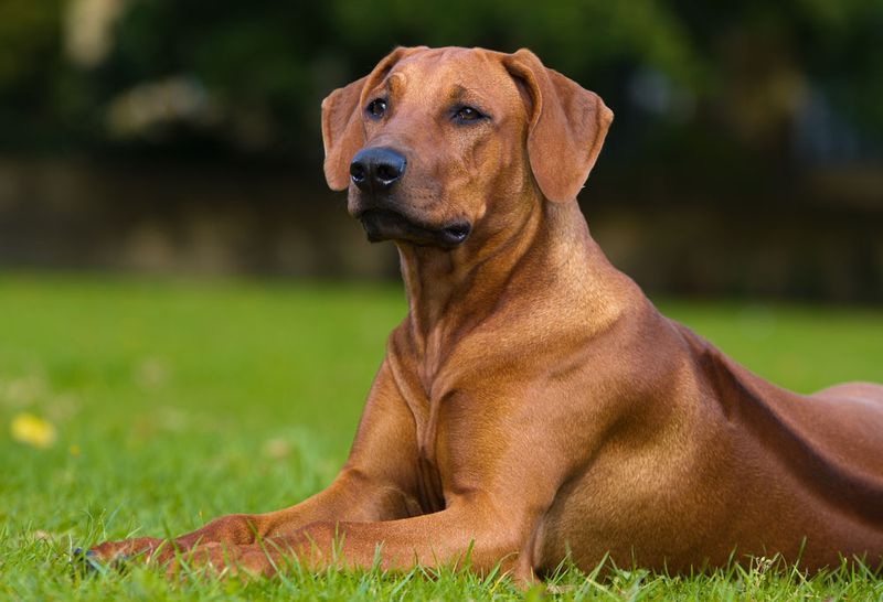 Rhodesian Ridgeback
