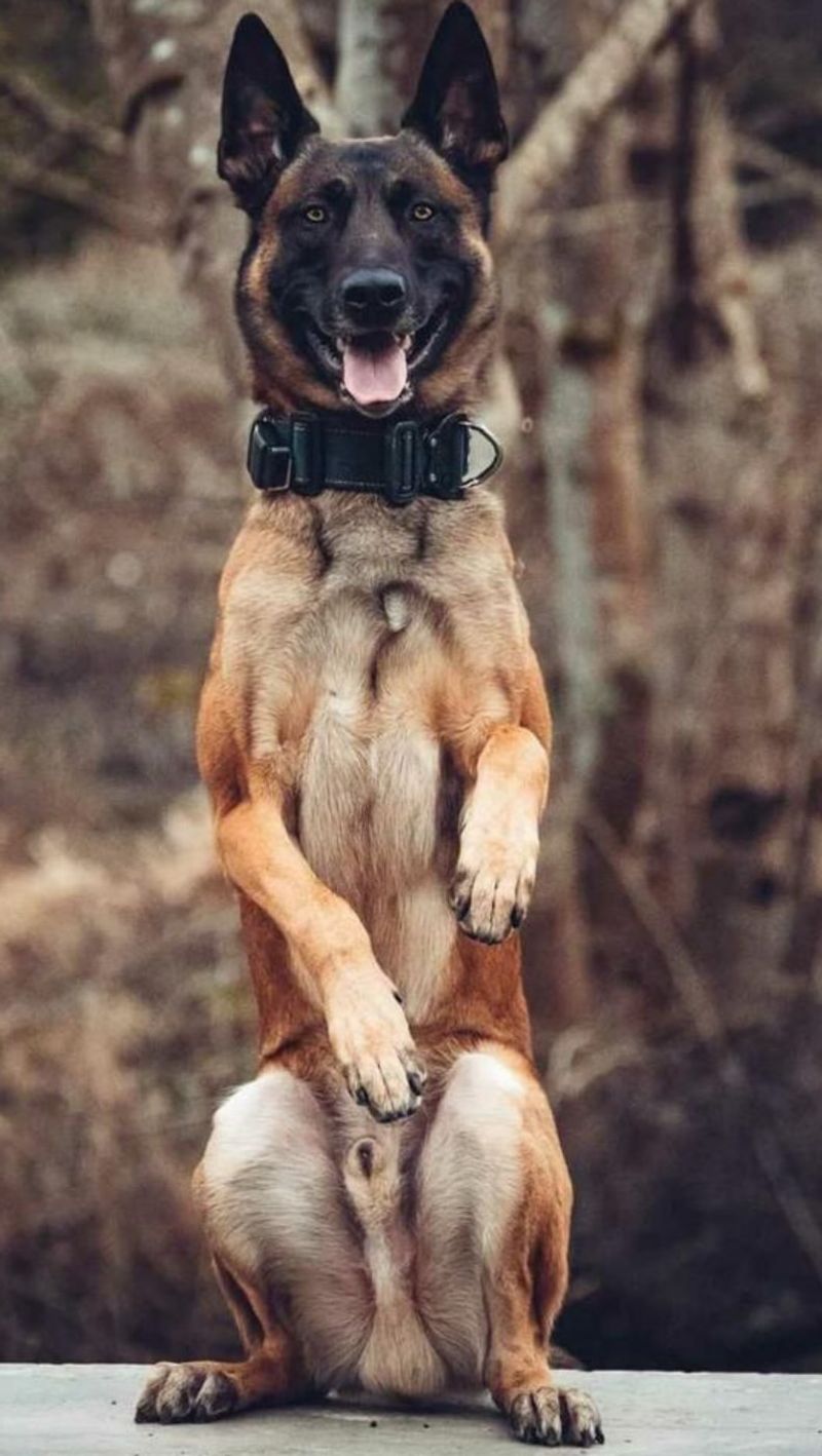 Belgian Malinois