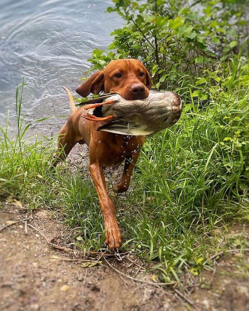 Vizsla