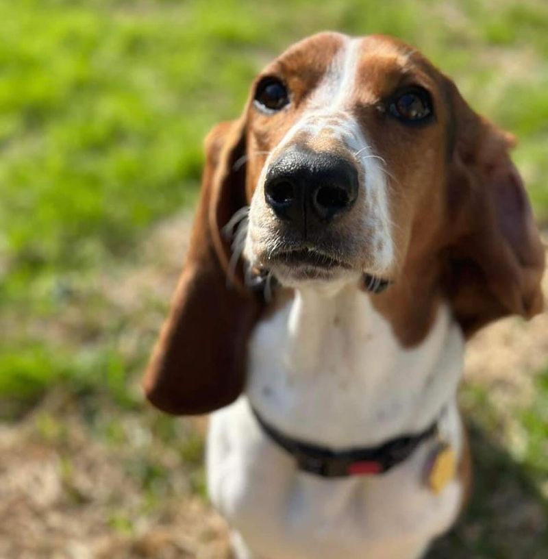 Basset Hound