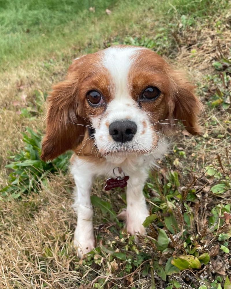 Cavalier King Charles Spaniel