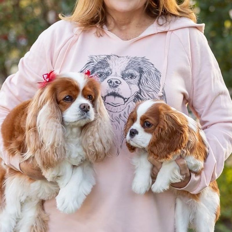 Cavalier King Charles Spaniel