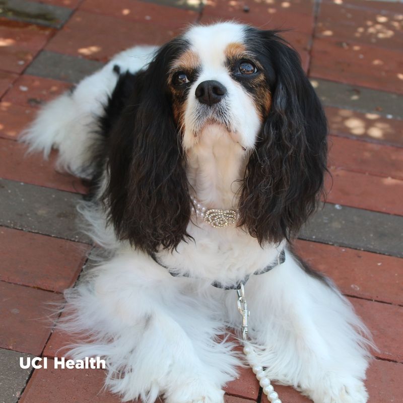 Cavalier King Charles Spaniel