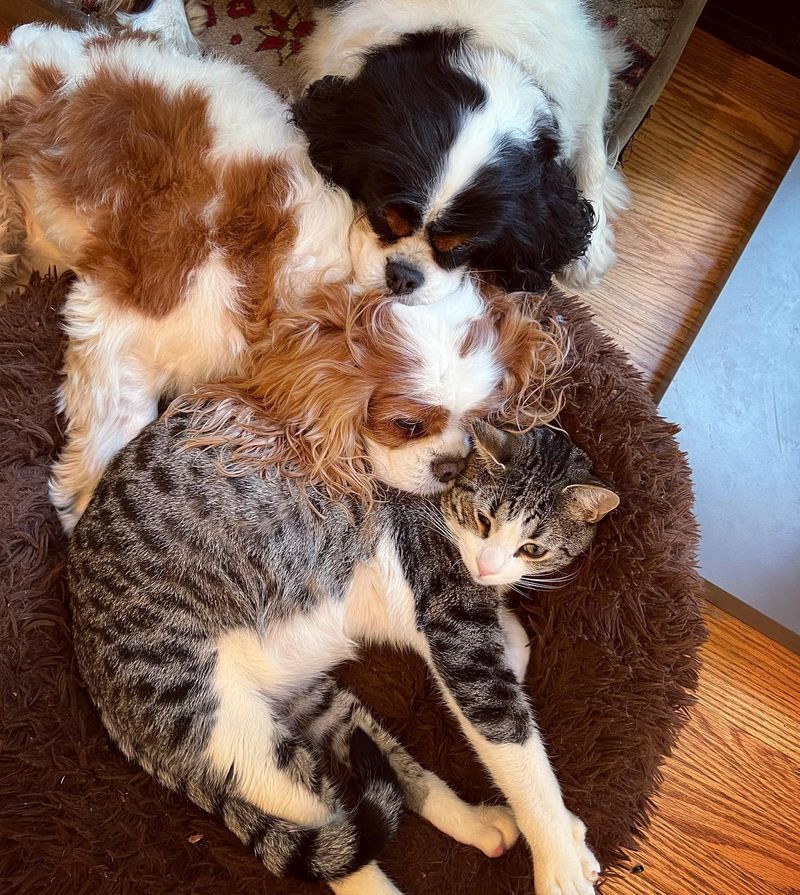 Cavalier King Charles Spaniel
