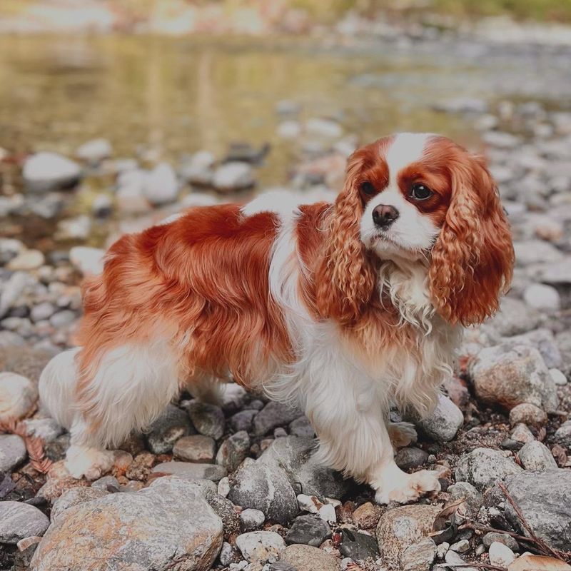 Cavalier King Charles Spaniel