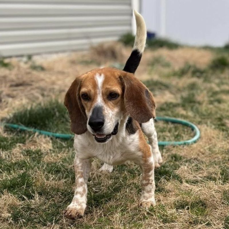 Beagle